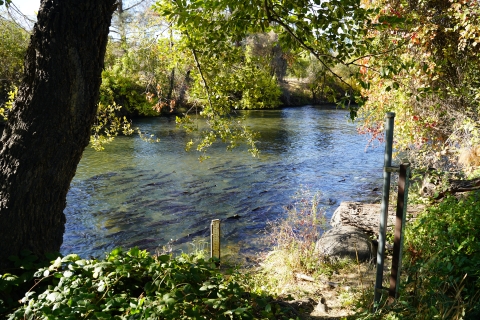 Fish swim in water with trees and vegetation around.
