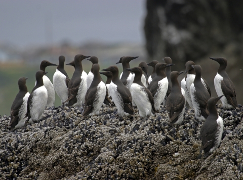 Black and white birds standing on rock with barnacles.