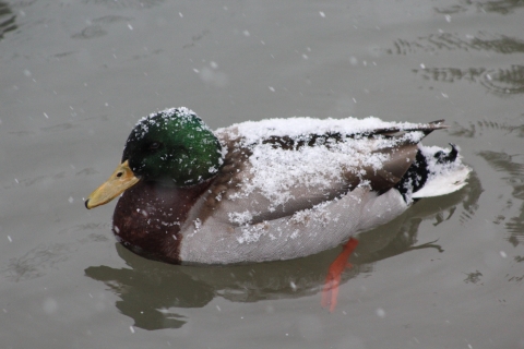 A green head mallard duck with a dusting of snow on its back swimming in a pond. 