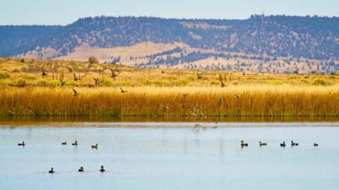 Shovelers and Gadwalls at Modoc NWR.