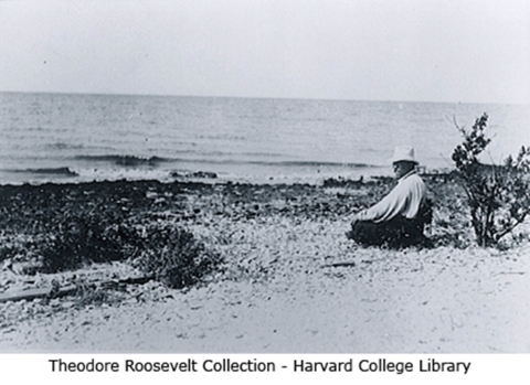 Man sitting cross-legged on beach with a small mangrove at his back