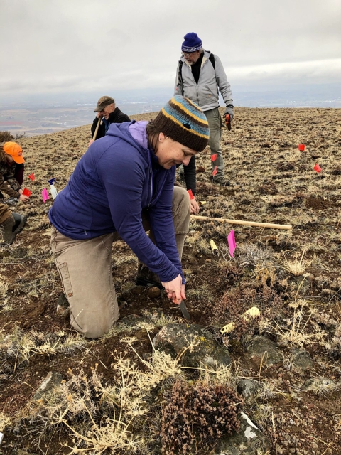 A woman in a purple sweatshirt plants a small seedling on a mountain ridge