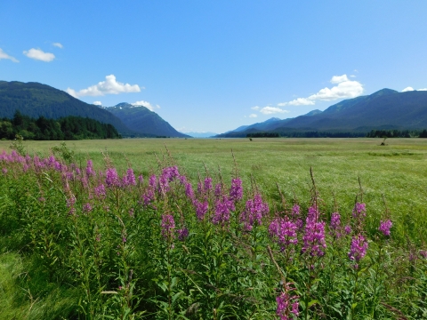 mountains with wetlands and fireweed in foreground