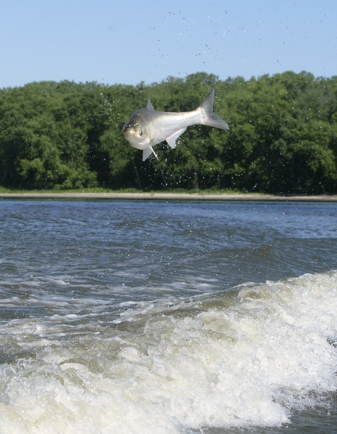A Silver carp jumping out of the water with boat wake below and a tree lined shoreline in the background