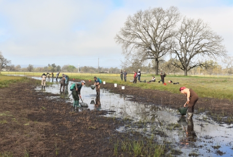 A group of 15 people are participating in salamander sampling. Some of these people are wading in a shallow pool in a grassland and looking for salamander larvae with nets