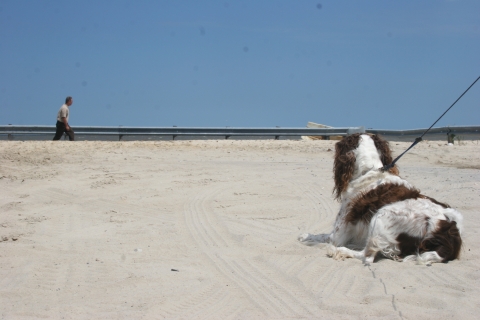 A brown and white curly haired dog sits in the sand on the beach with a leash on. 