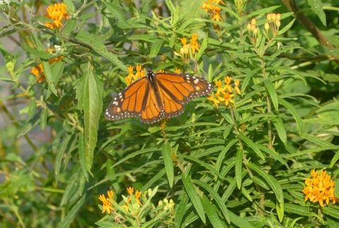 A monarch butterfly it on yellow clustered flowers. 