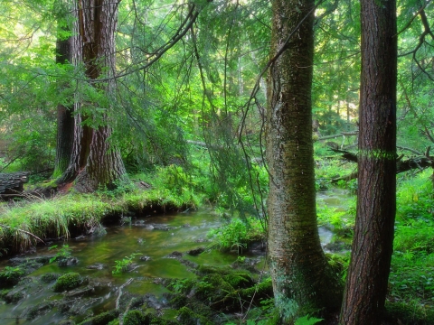 A little stream with banks overflowing with green vegetation. On either side of the stream, multiple trees stand, and rocks are scattered throughout the water, also displaying vegetation. 