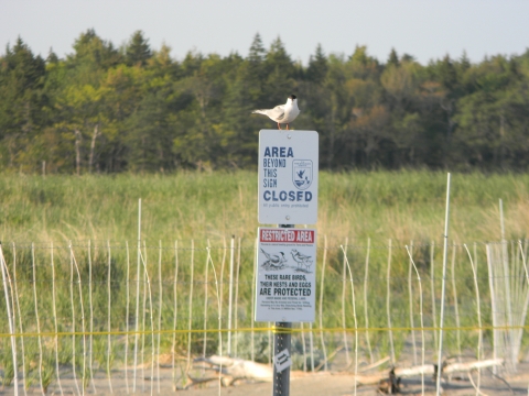 A small shorebird with a black head stands on a sign that says "Area beyond this sign is closed" and "Restricted Area these rare birds, their nests and eggs are protected."