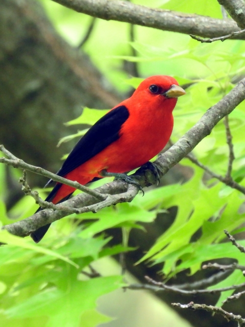 A bright red bird with black wings perches on a branch with bright green leaves. 