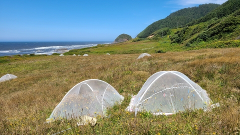 Tent enclosures to help researchers study the track of survival to adulthood of the Oregon silverspot butterfly 