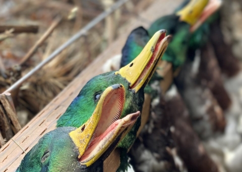 Picture of mallard heads