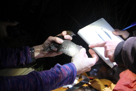 A pair of hands holds a bird and stretches a wing, while another person is using a field guide to identify the bird.