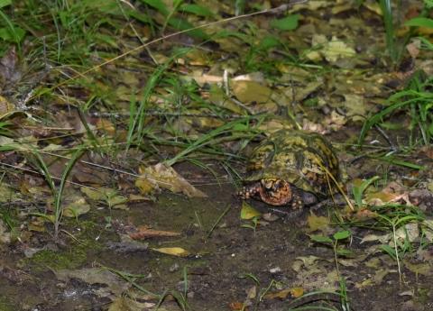 a turtle on the ground in the forest