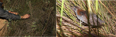 Two photos side by side. On the left a hand releasing a bird into a pasture. On the left a closer look at the bird on the ground surrounded by grass blades.