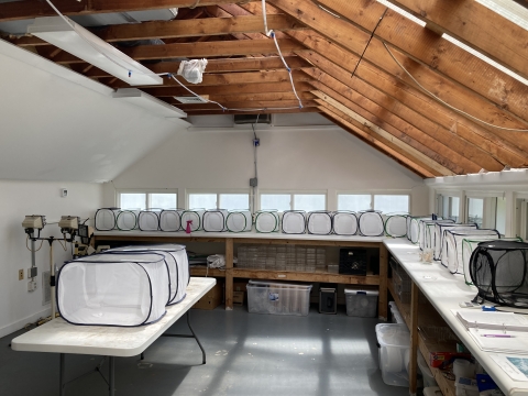 The inside of well-lit greenhouse. Many white mesh cubes line the countertops of the room