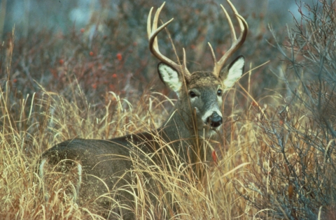 USFWS White tailed deer