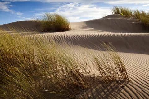 European beach grass growing up out of tall, rising and rippled dunes beneath a blue cloudy sky.