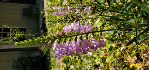 Obedient Plant (Physostegia virginiana)