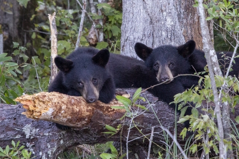 Two black bear cubs crouch on a downed tree