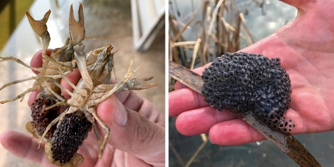 two photos, one on the left is two crayfish with black eggs on the tail and the one on the right is a hand holding a black mass of eggs