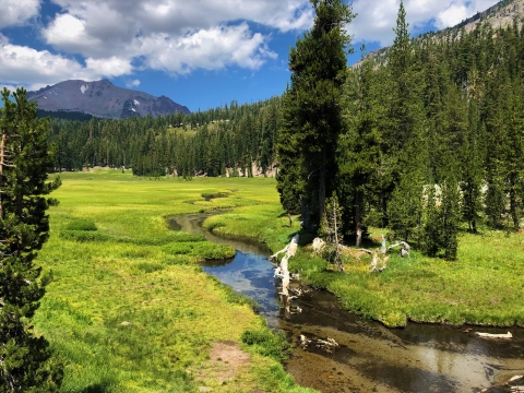 A creek winds through a green meadow in the mountains, with coniferous trees around the edges of the meadow