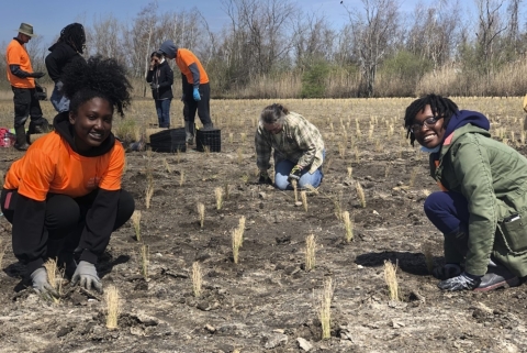 Several people on the marsh planting small bunches of grass