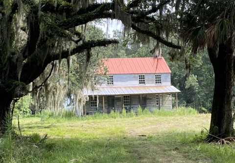 A rundown white house surrounded by oak trees.