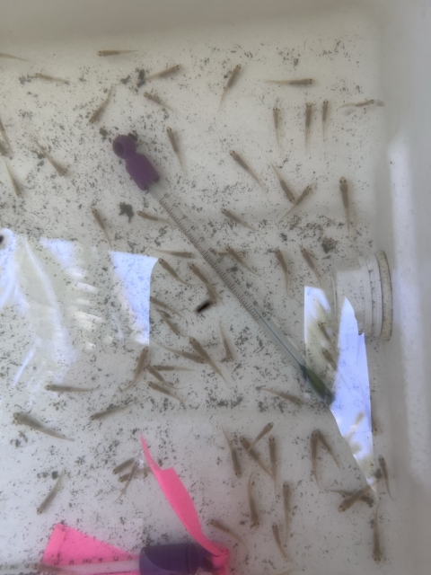 Small fish in a cooler filled with water