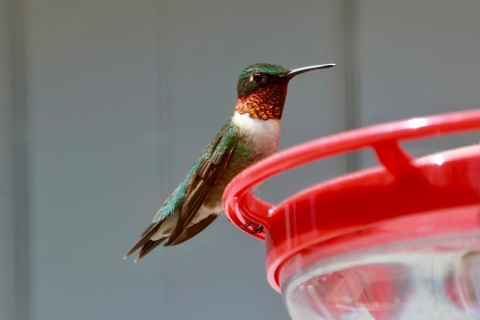 A green hummingbird with white chest and red throat perches at red feeder