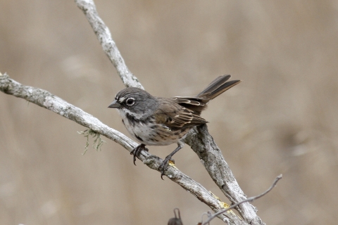 brown and white bird sits on tree branch