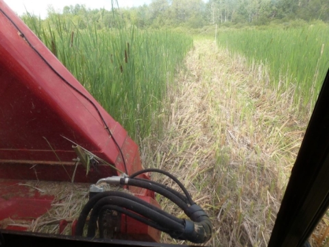 The red shovel of a harvester machine stands alongside some dried plant material.