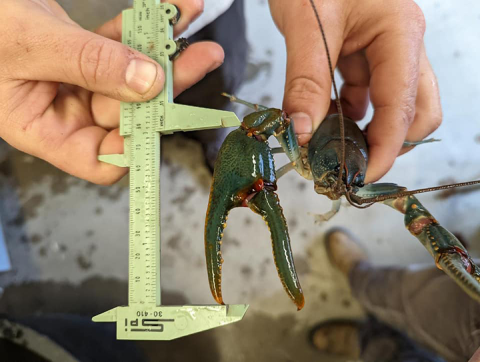 a person holds a large crayfish in one hand while measuring the length of the claw with the other hand