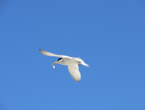 California least tern flying with fish 