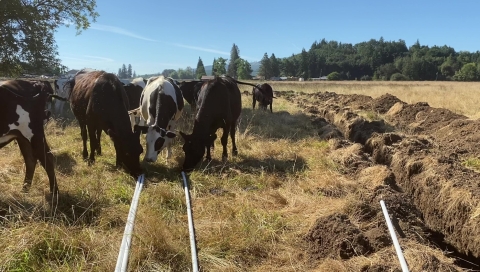 Cows in a grassy pasture next to a trench