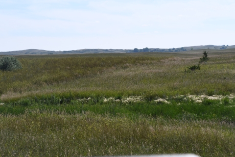 A pocket of lush green wetland situated within a grassland