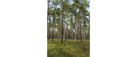 A well-managed stand of longleaf pine.