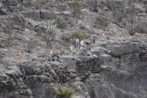 San Andres NWR bighorn ewes and lambs