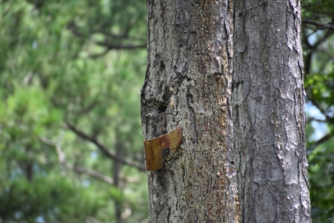 a tree with metal sticking out of the side