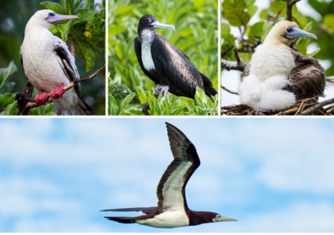 A college of sea birds found on Palmyra. Each has shades of white and black in their feathers.