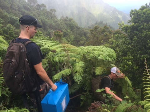 Blue boxes with chicks are transferred through green forest. 