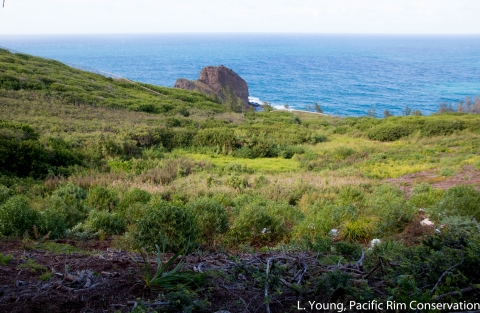 A view of the ocean from the cliffs of the bird sanctuary. 