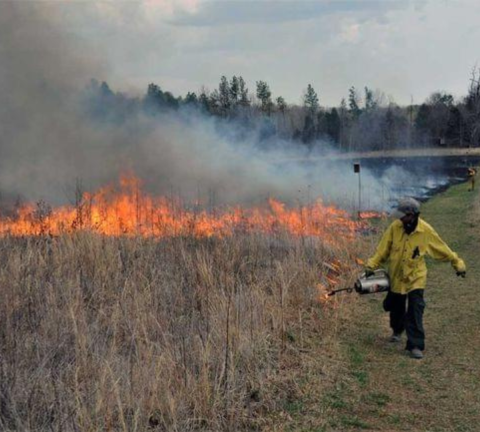 Chris Lilioa wears protective gear and works a prescribed burn in smooth coneflower habitat. There is fire and smoke in the background as the brush burns.