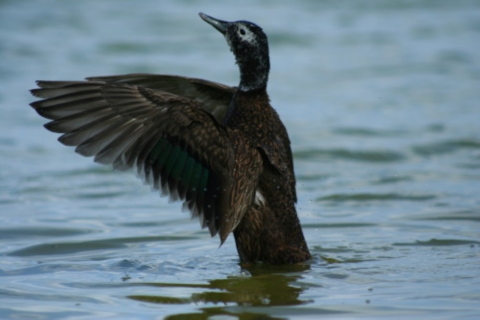  A Laysan duck playing in the waters of Midway Atoll.