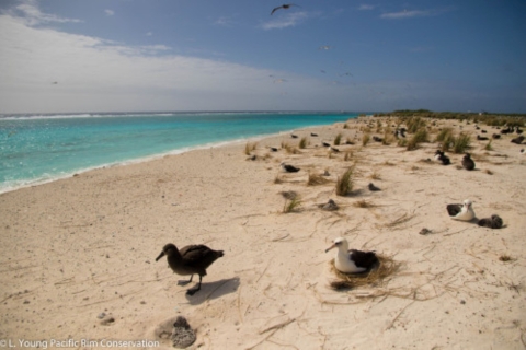 Albatross, nests, and chicks along the beach at Midway Atoll. Some are black and some are white and black.