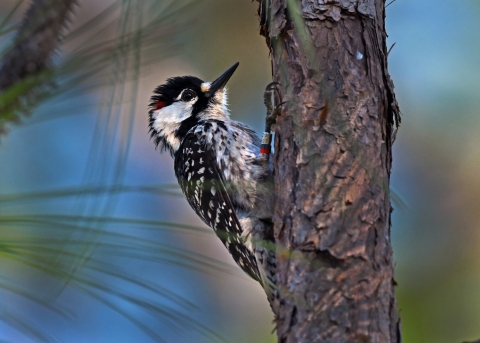 A red-cockaded woodpecker clings to the side of a pine tree. Pine needles are visible in the background. The bird has a silver and red bird band on its leg.