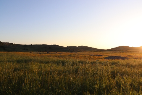 A yellow sunset washes over a grassy field