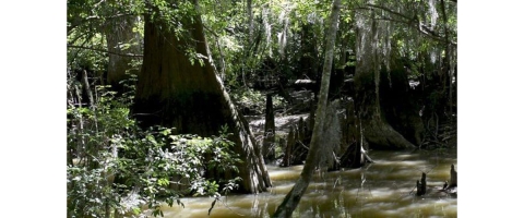 Cypress trees emerging from the swamp.