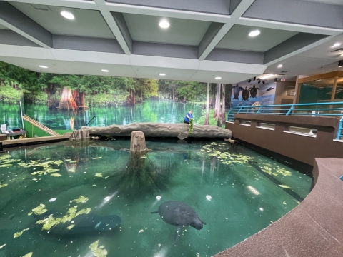 a large pool with manatees swimming in it