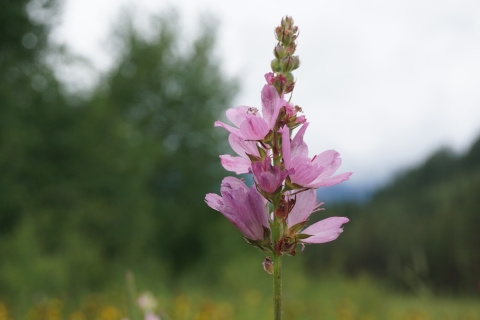 Pink flowers of Wenatchee mountains checker-mallow